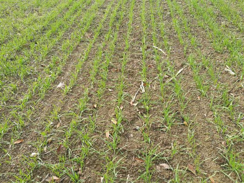 土壤墑情監(jiān)測(cè)系統(tǒng)具備哪些性能 土壤墑情監(jiān)測(cè)系統(tǒng)具備哪些性能