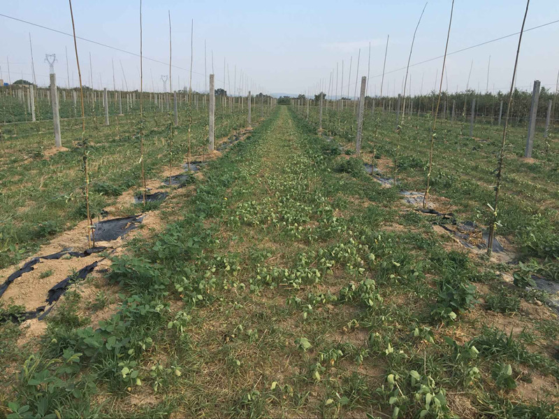 為什么要檢測(cè)土壤的呼吸狀況 為什么要檢測(cè)土壤的呼吸狀況