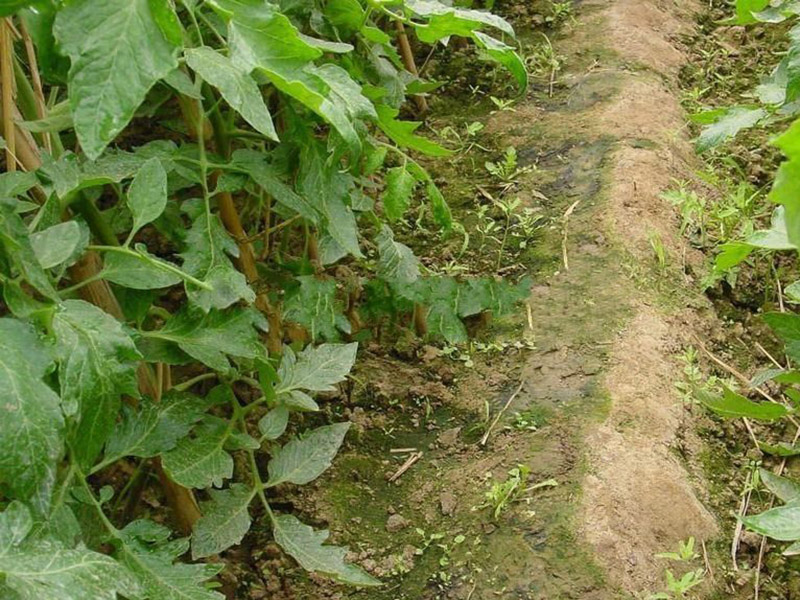 土壤肥料養(yǎng)分速測(cè)儀提升農(nóng)作物收益 土壤肥料養(yǎng)分速測(cè)儀提升農(nóng)作物收益