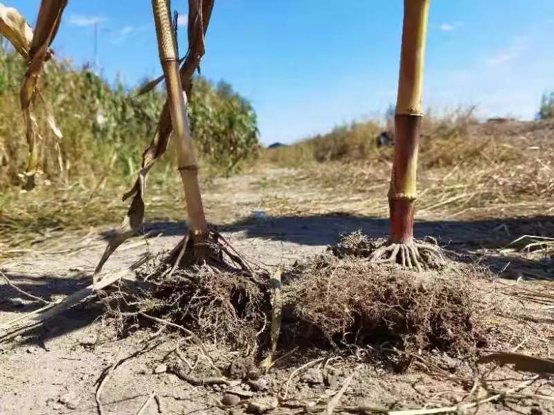 土壤養(yǎng)分檢測(cè)儀輔助農(nóng)戶科學(xué)施肥 土壤養(yǎng)分檢測(cè)儀輔助農(nóng)戶科學(xué)施肥