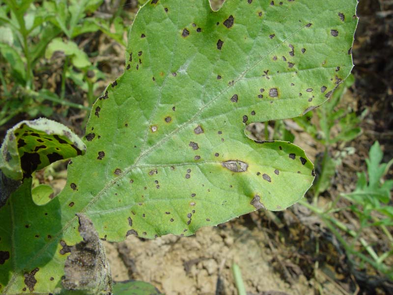 農(nóng)作物病害檢測(cè)儀可判斷植物病害 農(nóng)作物病害檢測(cè)儀可判斷植物病害