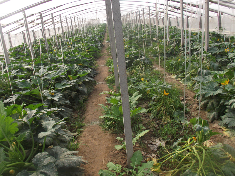 土壤養(yǎng)分速測(cè)儀可以檢測(cè)土壤酸堿度嗎 土壤養(yǎng)分速測(cè)儀可以檢測(cè)土壤酸堿度嗎