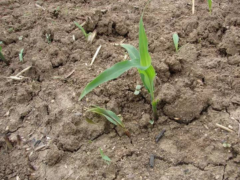 土壤呼吸對(duì)農(nóng)業(yè)生產(chǎn)有什么影響 土壤呼吸對(duì)農(nóng)業(yè)生產(chǎn)有什么影響