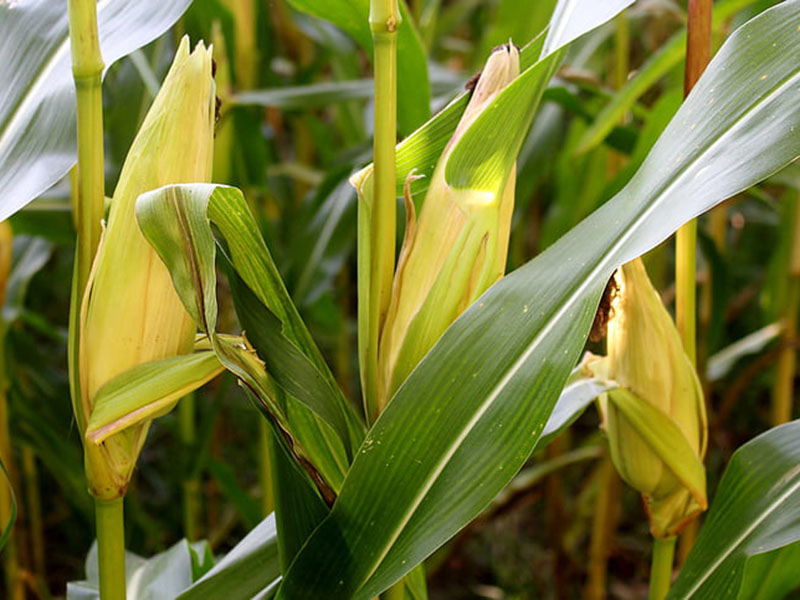 農(nóng)作物病毒檢測(cè)儀診斷玉米病害 農(nóng)作物病毒檢測(cè)儀診斷玉米病害