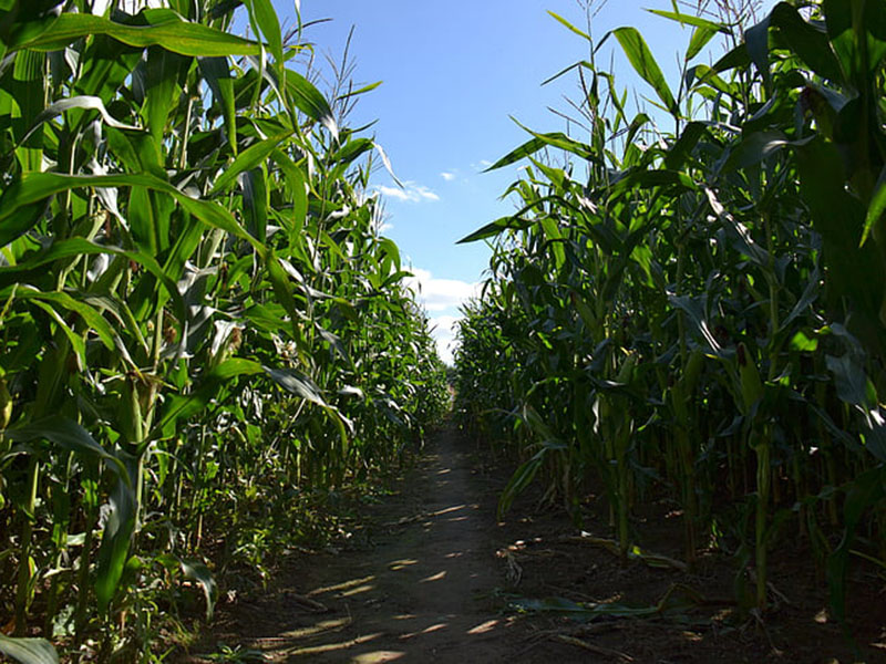 手持氣象綜合觀(guān)測(cè)儀可觀(guān)測(cè)哪些氣象要素 手持氣象綜合觀(guān)測(cè)儀可觀(guān)測(cè)哪些氣象要素