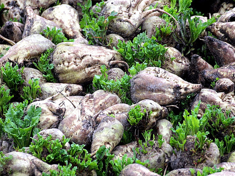 農(nóng)作物病害檢測(cè)儀能分析各種病害種類 農(nóng)作物病害檢測(cè)儀能分析各種病害種類