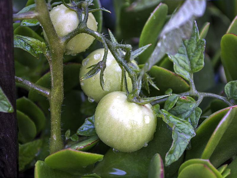如果農(nóng)作物缺少氮肥會(huì)有什么影響 如果農(nóng)作物缺少氮肥會(huì)有什么影響