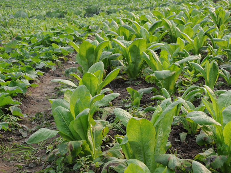 測(cè)土配方施肥 測(cè)土配方施肥