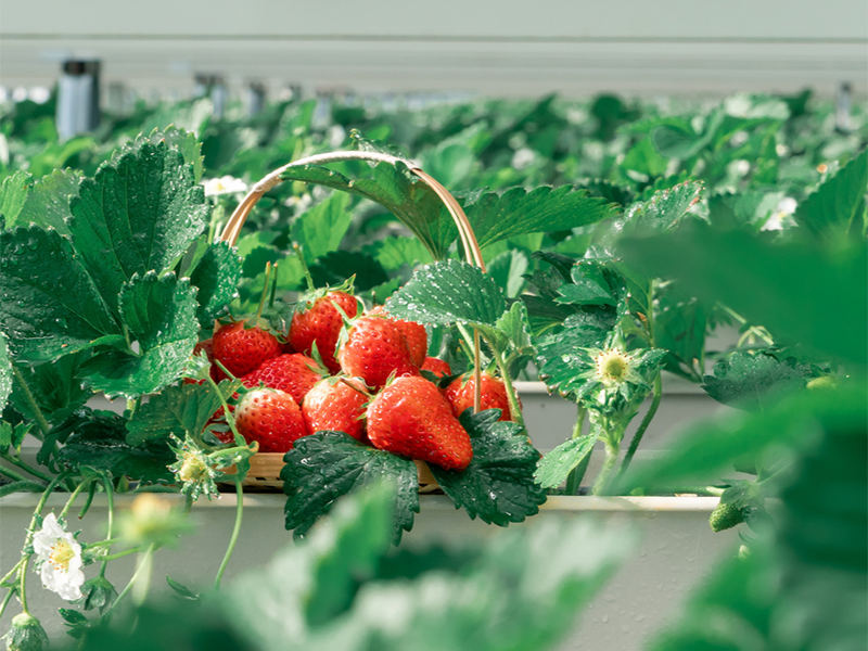 土壤肥料養(yǎng)分檢測(cè)儀作用 土壤肥料養(yǎng)分檢測(cè)儀作用