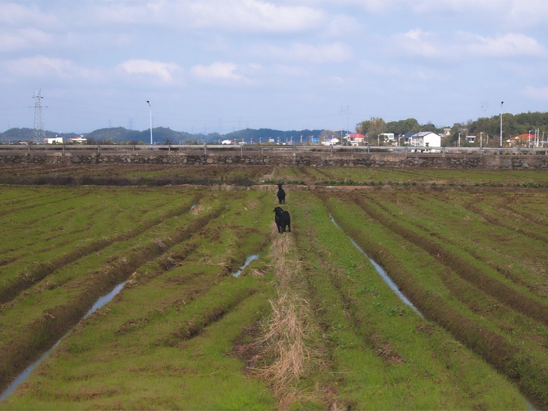 土壤鹽分速測(cè)儀作用 土壤鹽分速測(cè)儀作用