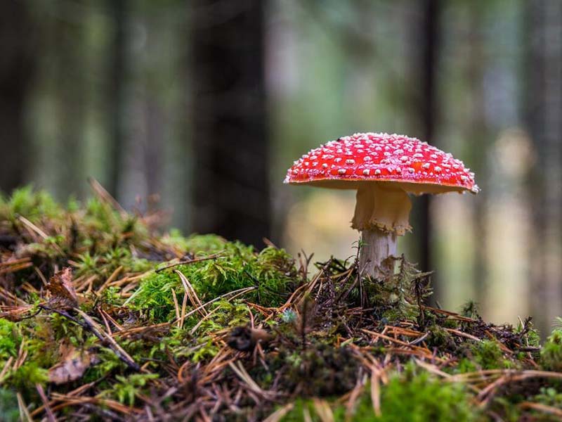 土壤養(yǎng)分檢測(cè)儀多少錢(qián)