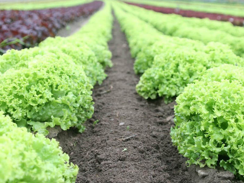 土壤檢測的主要指標(biāo)