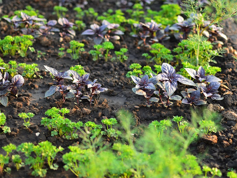 土壤肥料養(yǎng)分檢測儀生產(chǎn)廠家