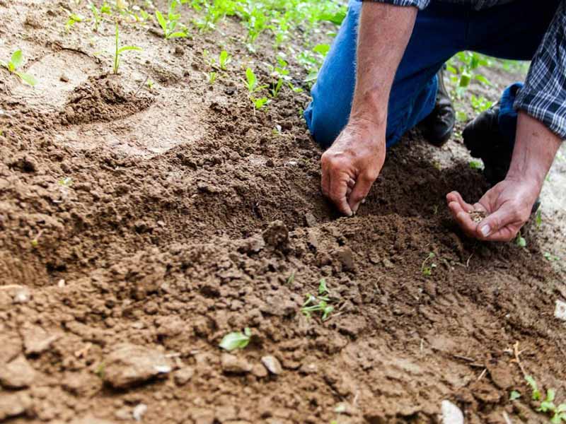 環(huán)境社會(huì)因素對(duì)土壤重金屬的影響