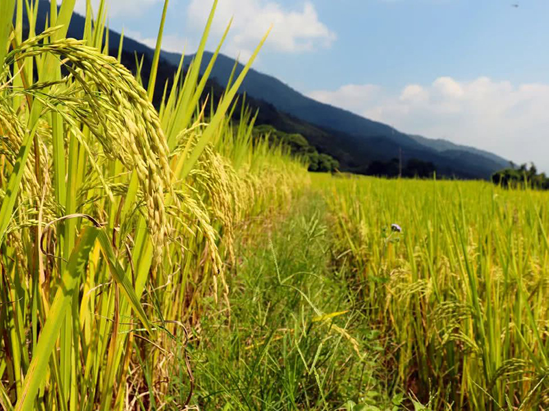 土壤養(yǎng)分速測儀 土壤養(yǎng)分速測儀