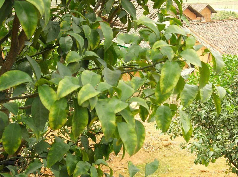 作物氮、磷、鉀缺乏