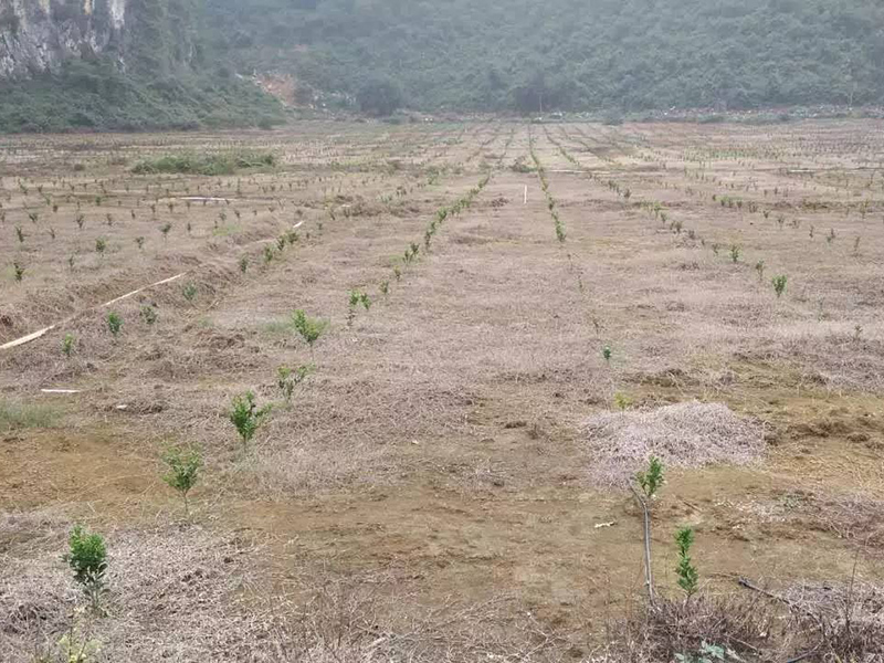 土壤水分檢測儀促進(jìn)農(nóng)業(yè)發(fā)展 土壤水分檢測儀促進(jìn)農(nóng)業(yè)發(fā)展