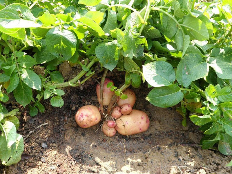 葉綠素測定儀指導馬鈴薯合理施肥 葉綠素測定儀指導馬鈴薯合理施肥