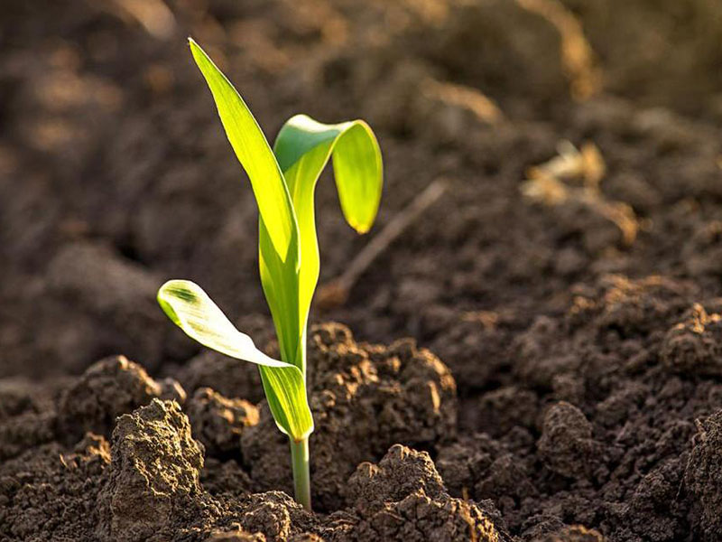 土壤中的微量元素對于作物的生長至關(guān)重要 土壤中的微量元素對于作物的生長至關(guān)重要