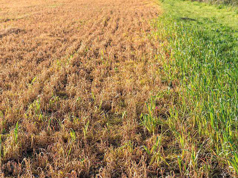 土壤呼吸測(cè)量系統(tǒng) 土壤呼吸測(cè)量系統(tǒng)