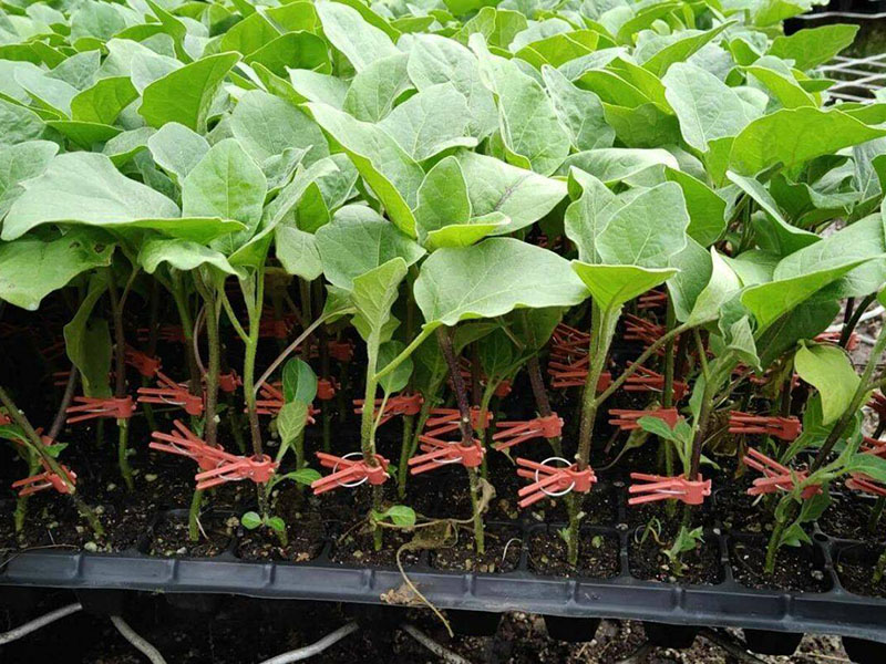 茄子苗長勢緩慢，怎么解決