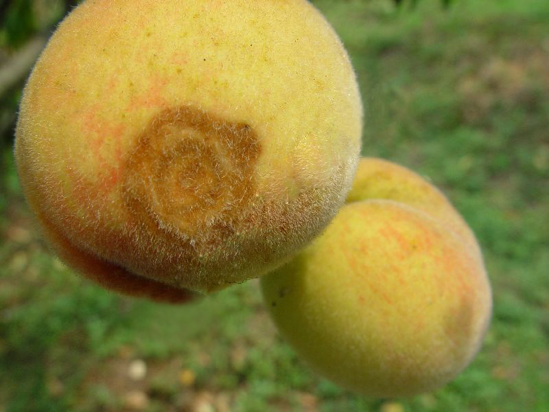 桃子腐爛有霉斑是什么原因