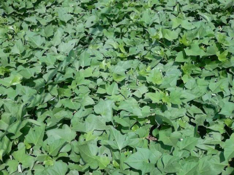 紅薯葉上卷是什么原因引起的 紅薯葉上卷是什么原因引起的