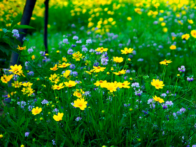 澆花的時(shí)間對(duì)植物根系很重要 澆花的時(shí)間對(duì)植物根系很重要