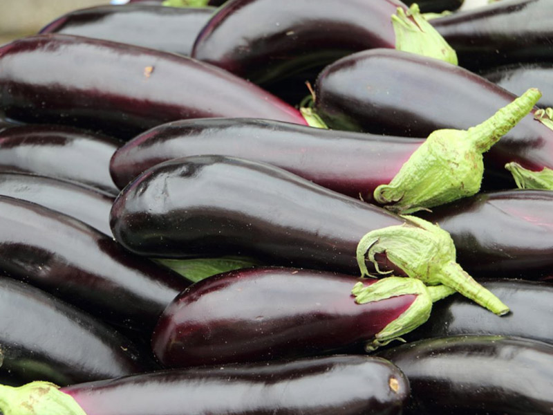 為什么茄子只開花不結(jié)果 為什么茄子只開花不結(jié)果