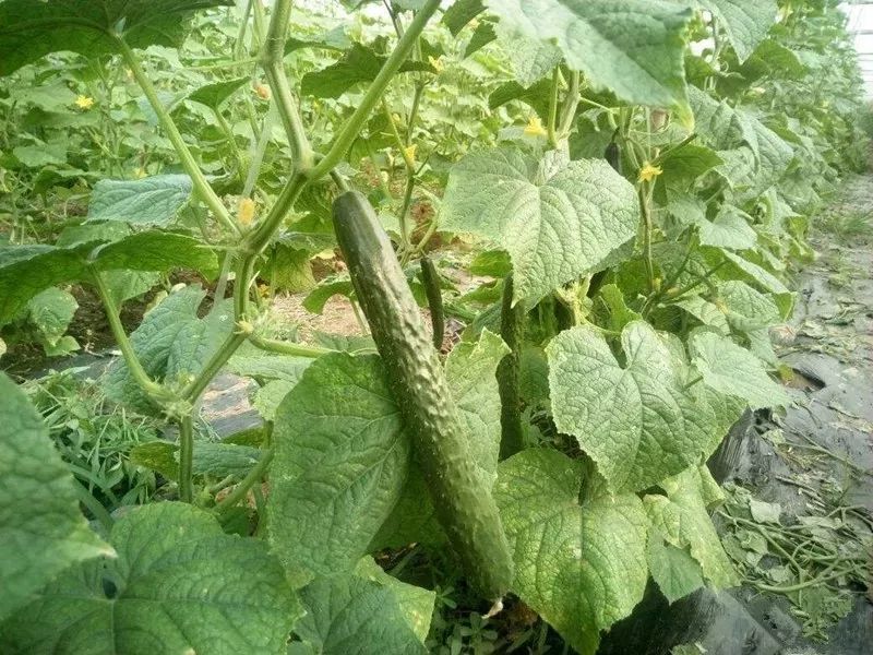 黃瓜在生長(zhǎng)期，如何防治病害