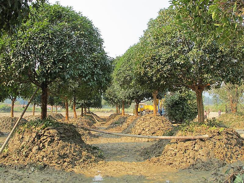 在夏季種植樹木，需要注意哪些