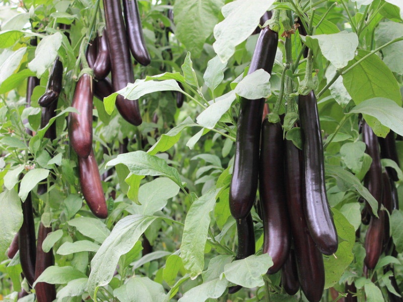 茄子怎樣科學(xué)的施肥 茄子怎樣科學(xué)的施肥