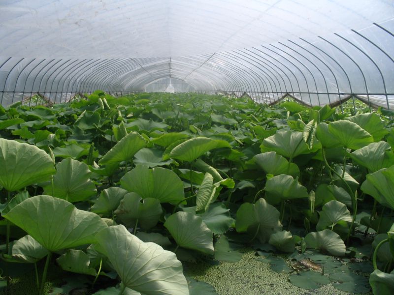 大棚蓮藕怎么施肥 大棚蓮藕怎么施肥