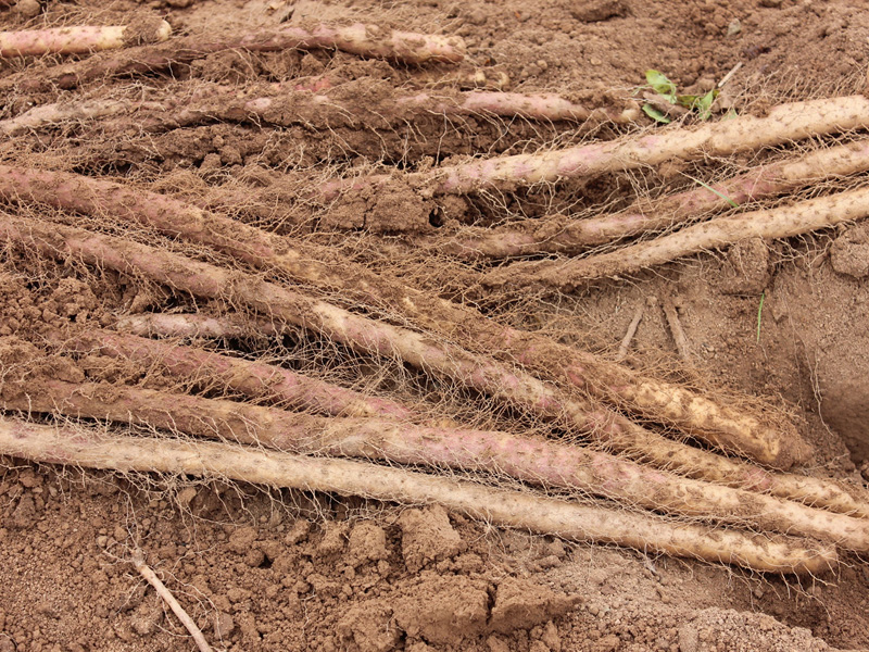 土壤養(yǎng)分檢測儀:山藥適合在怎樣的土地上生長 土壤養(yǎng)分檢測儀:山藥適合在怎樣的土地上生長