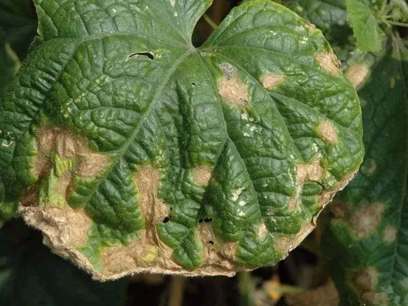 怎么分析確定農(nóng)作物病害的種類 怎么分析確定農(nóng)作物病害的種類