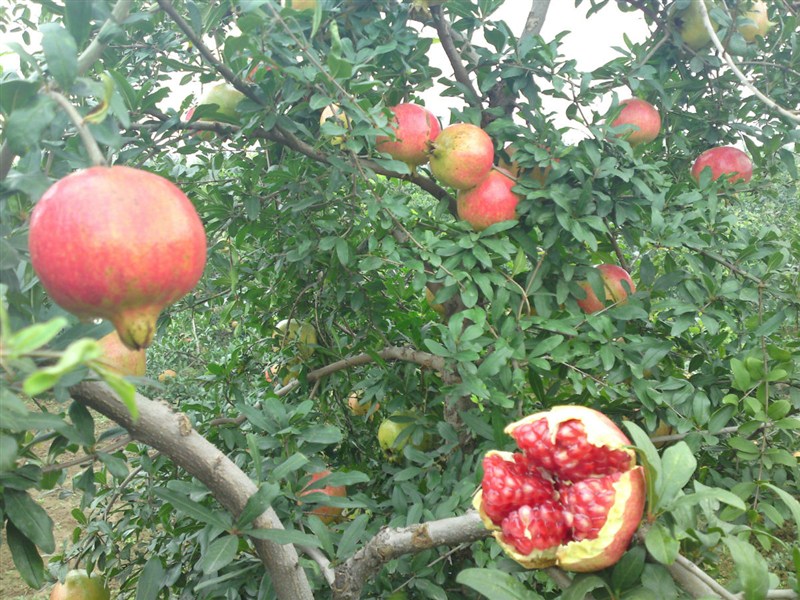 石榴的高產(chǎn)有哪些方法 石榴的高產(chǎn)有哪些方法