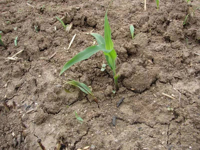 土壤的緊實度怎么測量 土壤的緊實度怎么測量