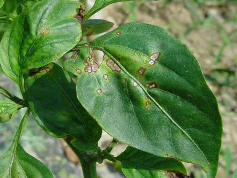 農(nóng)作物病害檢測儀為農(nóng)戶帶來便利 農(nóng)作物病害檢測儀為農(nóng)戶帶來便利